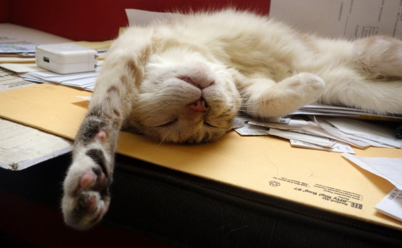 照片上一只猫仰卧在堆满文件的桌子上睡着了。它有一种幸福的表情。
