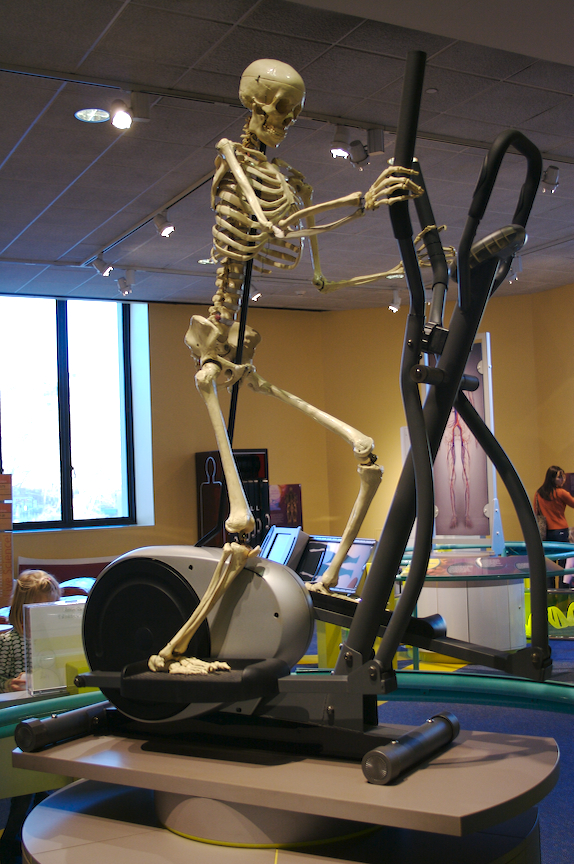 人体骨架跨在健身器械上的图片。