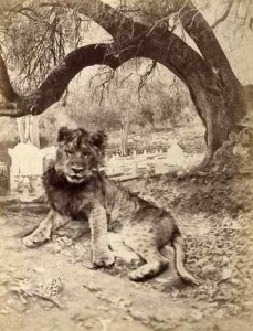 吉赛尔1875年幼狮经树和林中