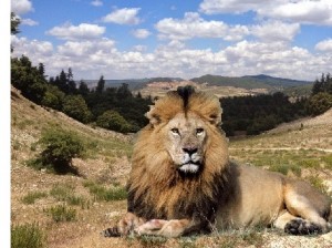 狮子在摩洛哥野外生活的景象只是幻想吗?