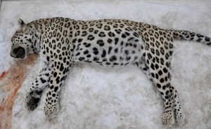 2013年在土耳其锡纳尔被杀的豹