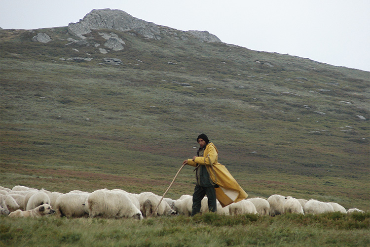 农村牧羊农民