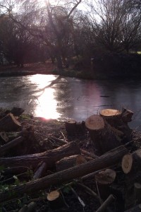 大学校园里结冰的水和倒下的树