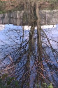 光秃秃的树映在池塘里