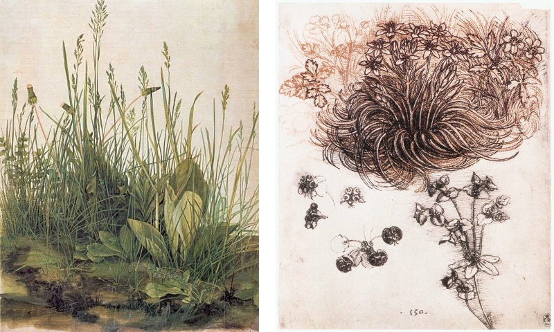 图1。(左)阿尔布雷希特·德<e:1>的《大草坪》，1503年。水彩和不透明，41x31.5厘米。维也纳，Graphische Sammlung Albertina。(右)达芬奇的《伯利恒之星》，1510年。红色粉笔上的钢笔和墨水，19.8x16厘米。温莎皇家图书馆。