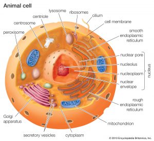 图1所示。动物细胞的示意图。《大英百科全书》，2010。kids.britannica.com