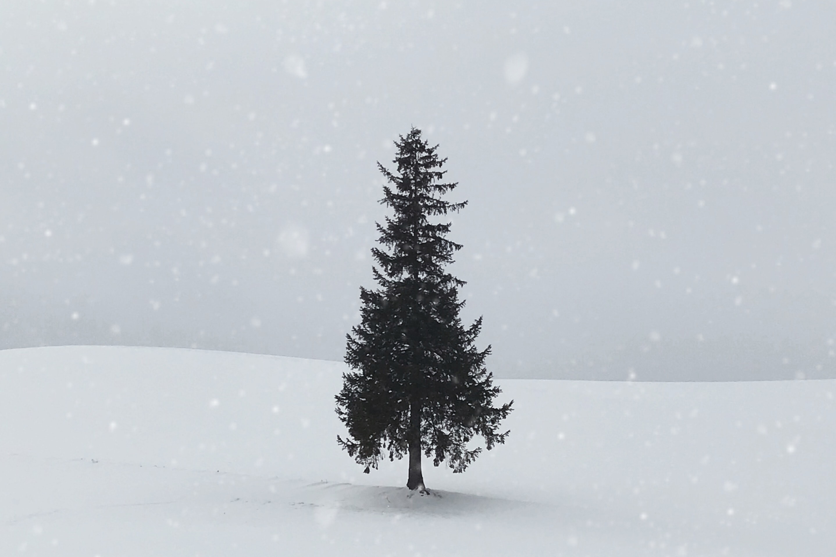 雪中的冷杉树