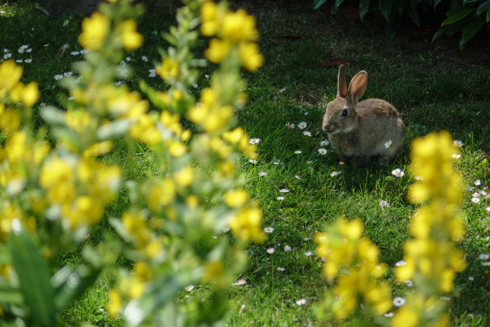 小兔在校园里花旁