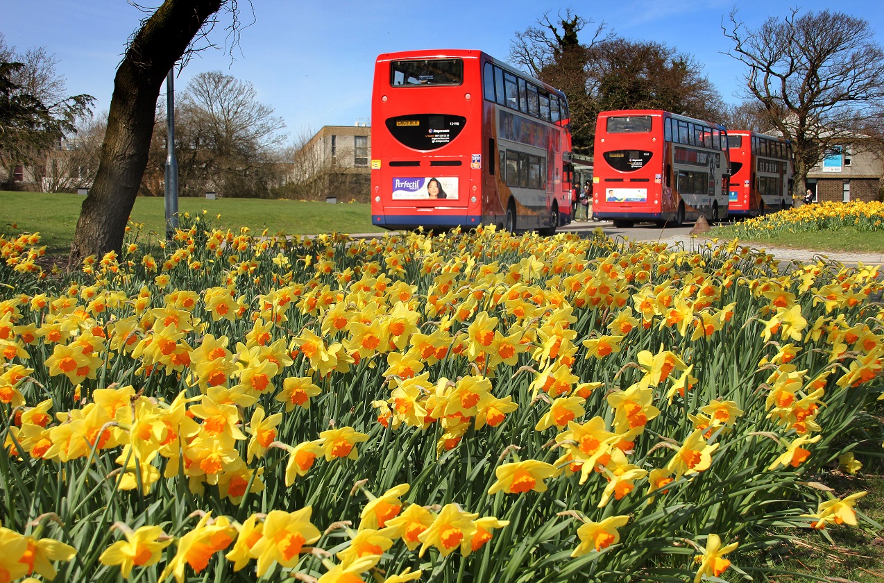 凯恩斯车站的公交车，前景中有水仙花。